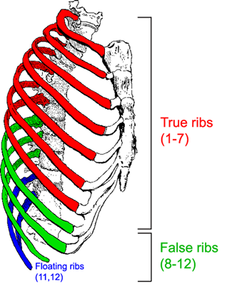 The Thoracic Cage  Anatomy and Physiology I