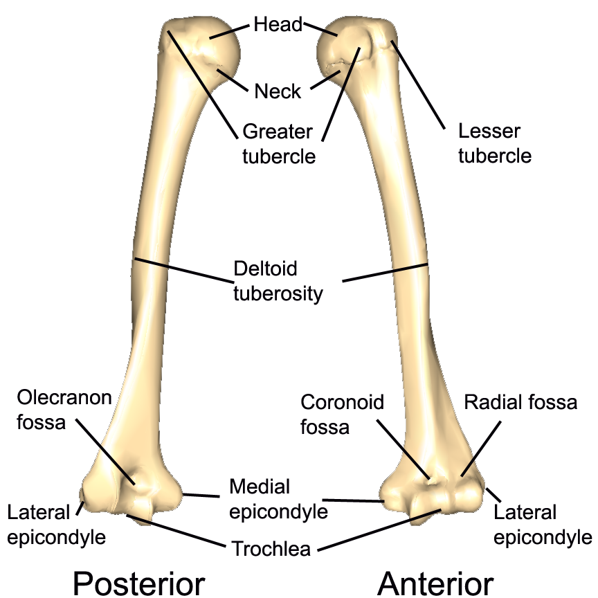 radius bone labeled