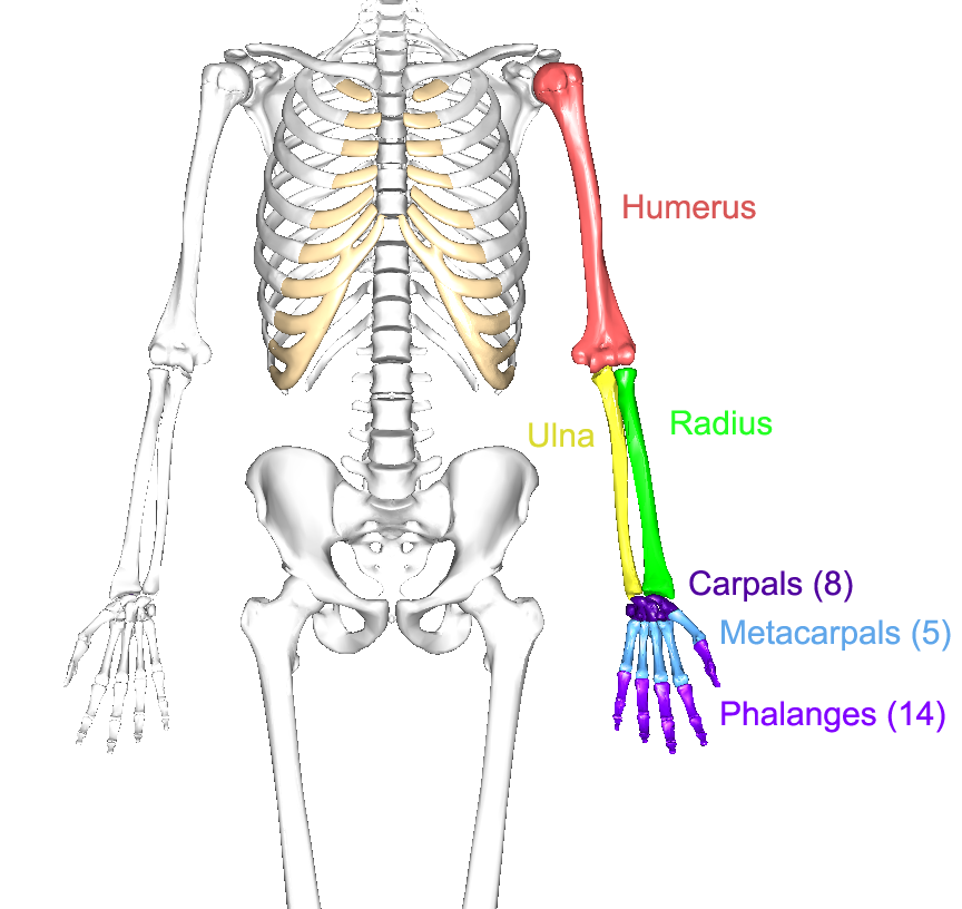 The upper limbs, Human Anatomy and Physiology Lab (BSB 141)