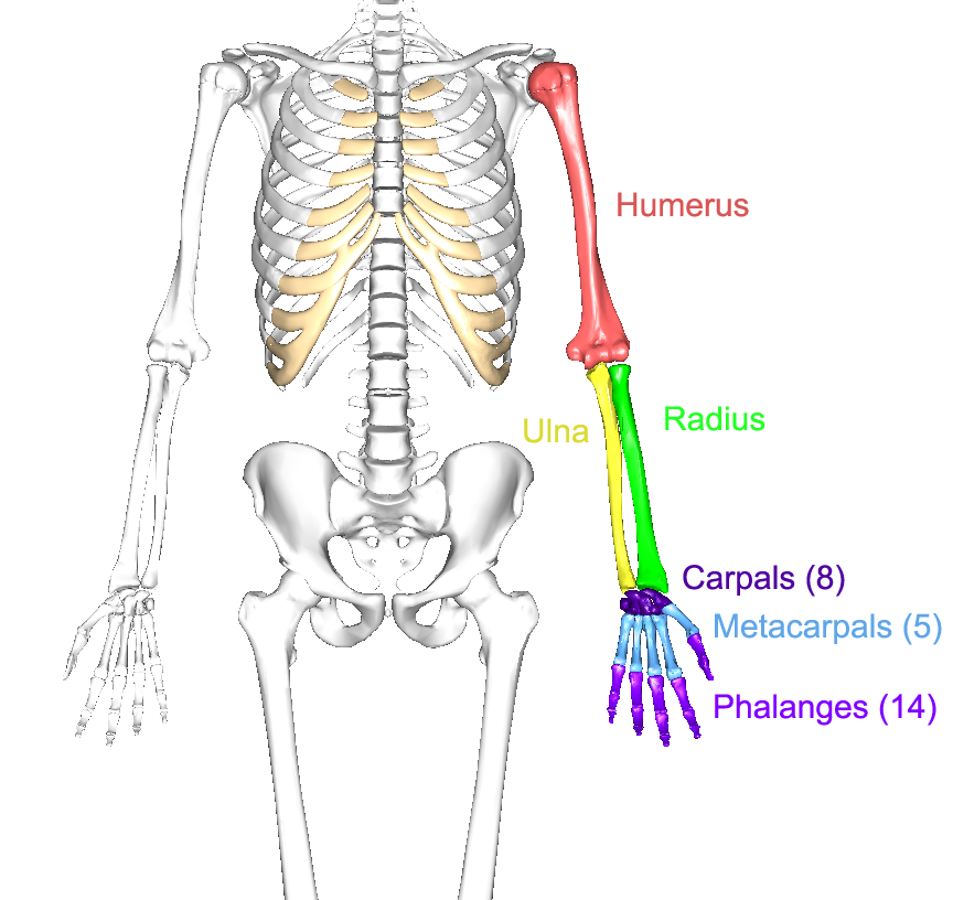 the-upper-limbs-human-anatomy-and-physiology-lab-bsb-141-course