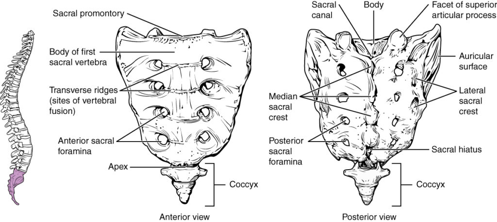 The pelvic girdle  Human Anatomy and Physiology Lab (BSB 141