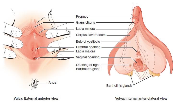 This figure shows the parts of the vulva. The right panel shows the external anterior view and the left panel shows the internal anteriolateral view. The major parts are labeled. 