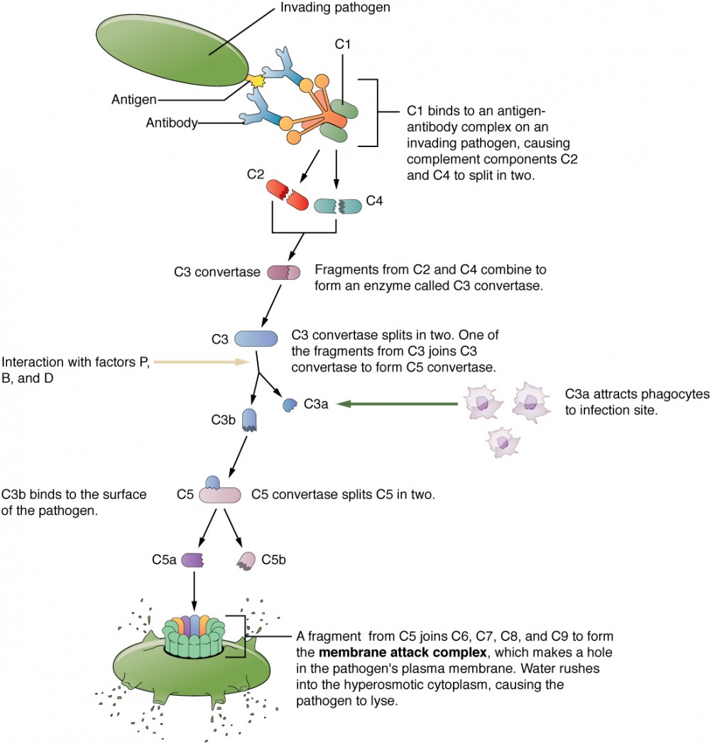 This flow chart shows an invading pathogen and the series of events that results in the complement cascade and function.