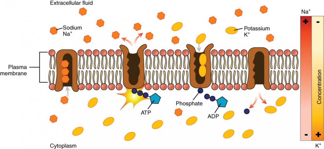 This diagram shows a sodium potassium pump embedded in the cell membrane. In the first step, the pump is opened to the cytosol and closed to the extracellular fluid. First, three sodium ions move into the pump from the cytosol. An ATP molecule binds to the cytosol side of the pump, causing the pump to change shape and open to the extracellular fluid. The pump is now closed to the cytosol. The sodium ions are then released into the extracellular fluid, after which two potassium ions enter the pump. Also at this point, the used ADP detaches from the cytosol side of the pump, leaving a single phosphate attached. The pump then changes shape again so that it closes to the extracellular fluid and again opens to the cytosol. This releases the two potassium ions into the cytosol. The single phosphate also detaches from the pump at this point so that the cycle can start anew. Two bars along the right hand side of the figure indicate that sodium normally diffuses into the cell down its concentration gradient while potassium usually diffuses out of the cell down its concentration gradient. Therefore, the sodium potassium pump is working against these natural concentration gradients.