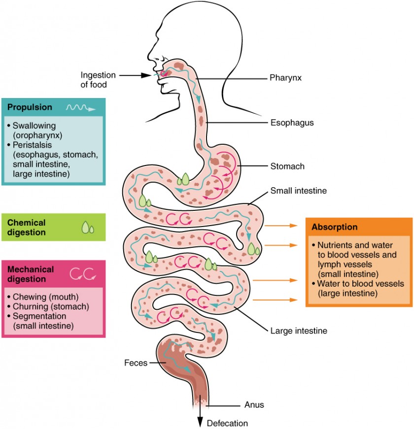 This image shows the different processes involved in digestion. The image shows how food travels from the mouth through the major organs. Associated textboxes list the different processes such as propulsion, chemical and mechanical digestion and absorption near the organs where they take place.