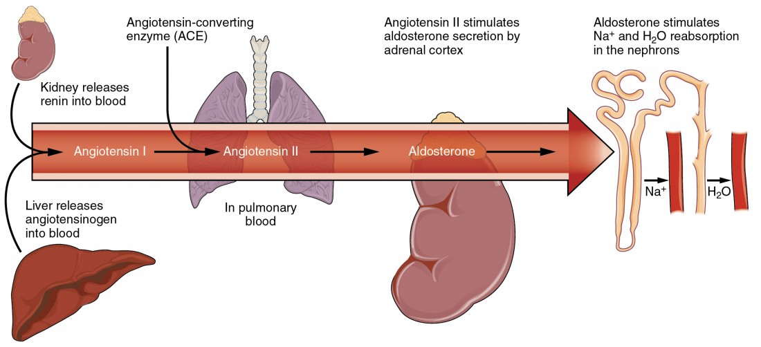 This figure shows the hormone cascade that that increases kidney reabsorption of NA plus and water. In the first step, the kidneys release renin into the blood stream. The blood stream is depicted with a red arrow pointing from left to right. At the same time, the liver releases angiotensinogen into the blood, which combines with the renin, yielding angiotensin one. The blood flow then leads to the lungs. Within the pulmonary blood, angiotensin-converting enzyme (ACE) converts angiotensin one to angiotensin two. The blood then flows to the adrenal cortex, where angiotensin two stimulates the adrenal cortex to secrete aldosterone. Aldosterone causes the kidney tubules to increase reabsorption of NA plus and water into the blood.