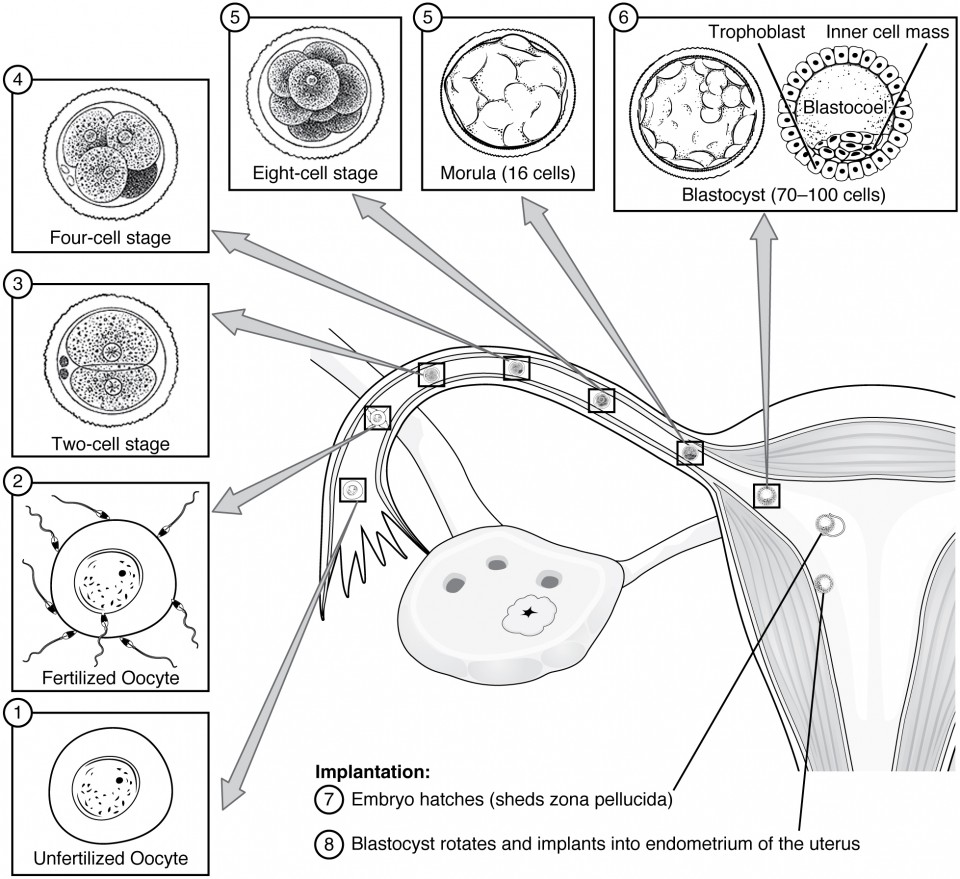 This figure shows the different stages in pre-embryonic development. A diagram of the uterus is shown and from this image, eight callouts show the different stages of development.