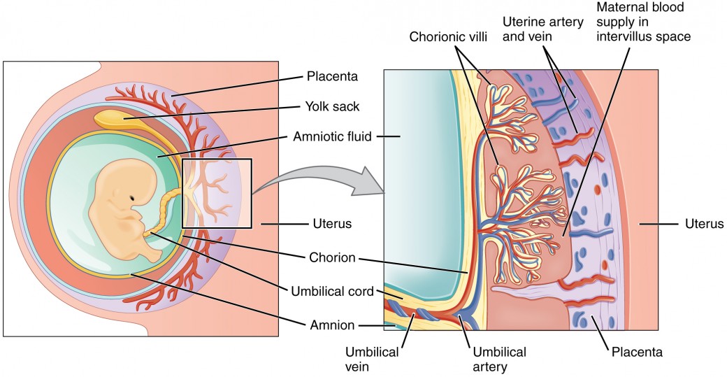 This figure shows the location and structure of the placenta. The left panel shows a fetus in the womb. The right panel shows a magnified view of a small region including the placenta and the blood vessels.