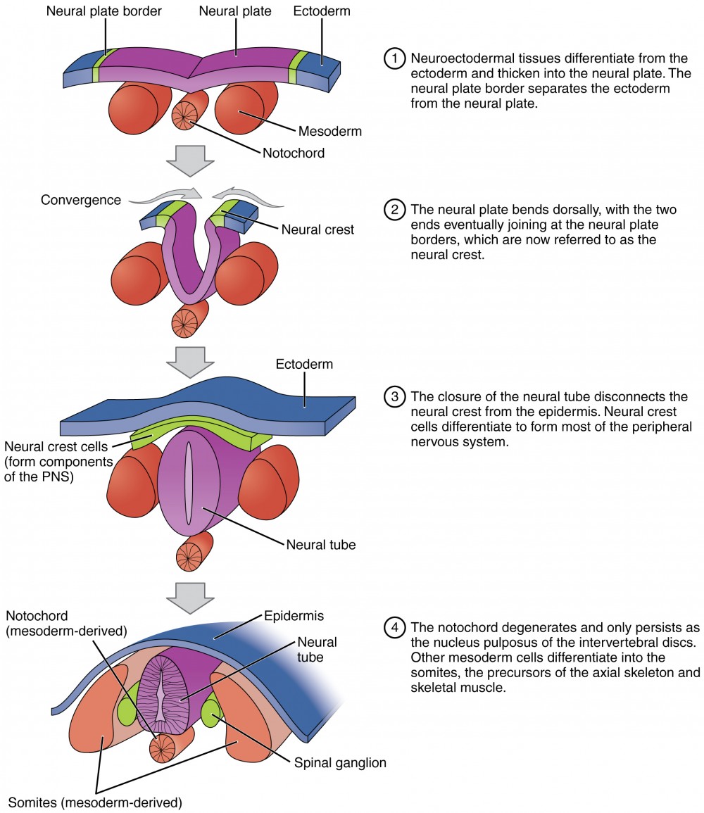 This multi-part image shows the formation of the neural tube and the notochord. The top panel shows the ectoderm and mesoderm. The second panel shows the neural plate starting to fold over and the third panel shows the closed neural plate forming the neural tube. The fourth panel shows the mesoderm-derived notochord under the neural tube.
