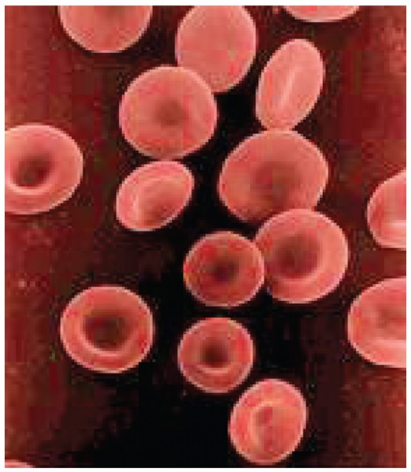 This photograph shows a few red blood cells.