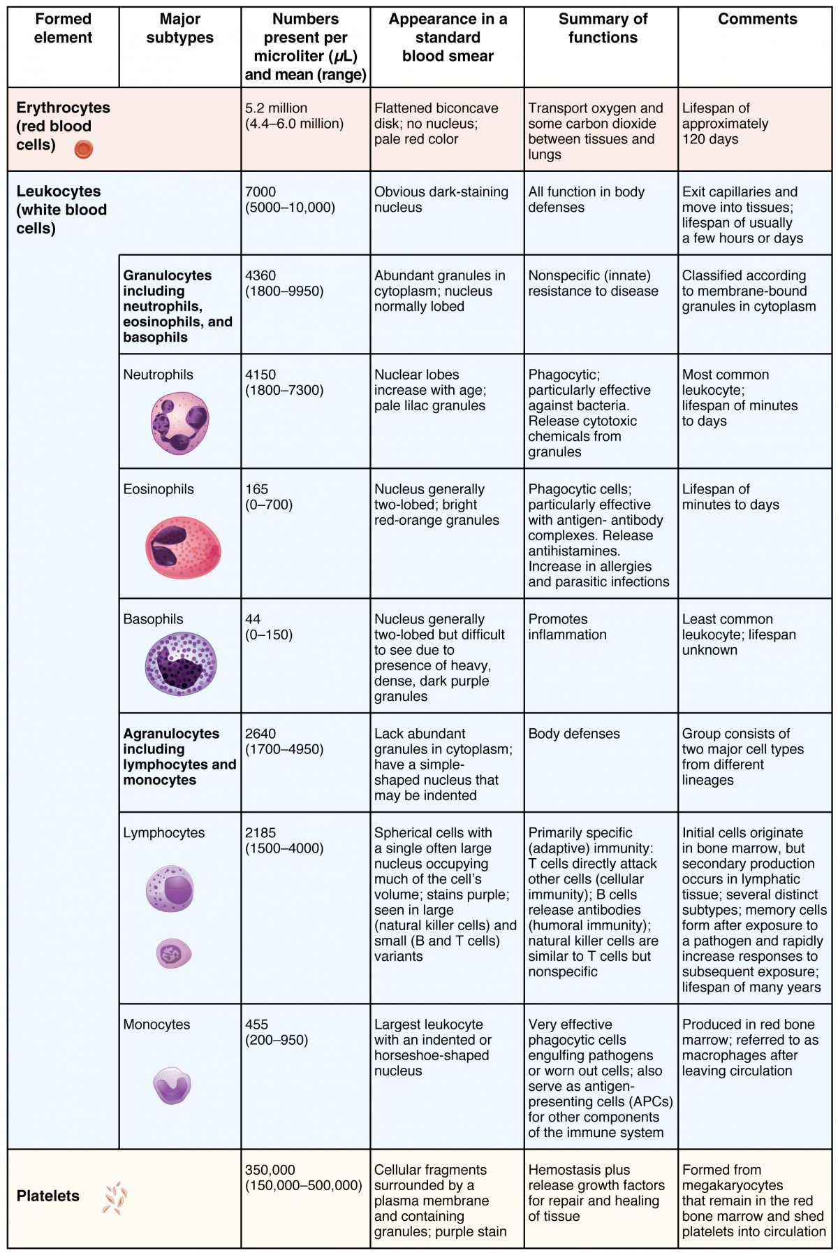 This table shows the different types of cells present in blood, the number of cells, their appearance, and a summary of their function.