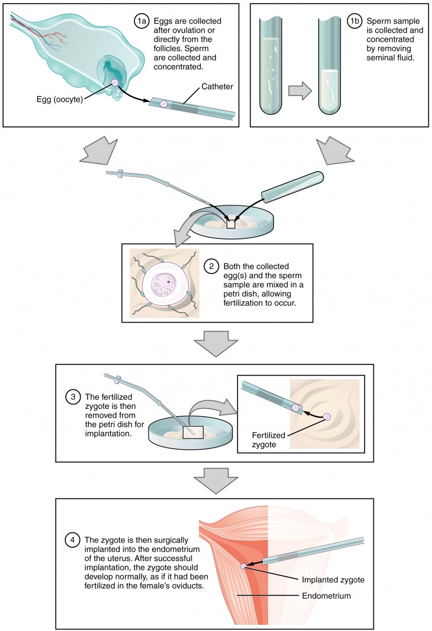 Fertilization Anatomy And Physiology Ii Course Hero