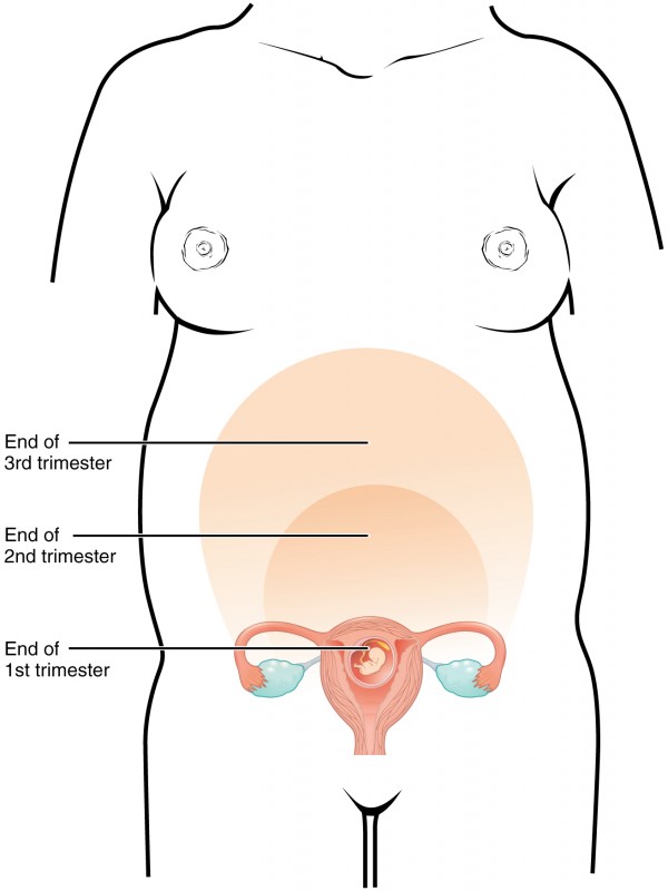 This figure shows a woman’s body and marks the size of the uterus as it grows throughout pregnancy.
