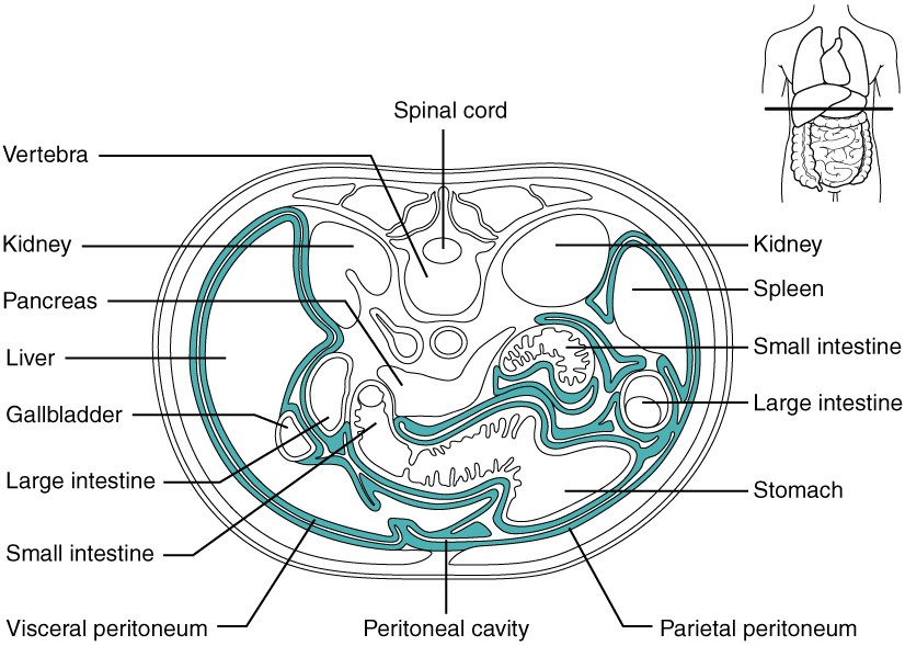 This diagram shows the cross section of the abdomen. The peritoneum is made distinguishable from the abdominal organs through darker lines.