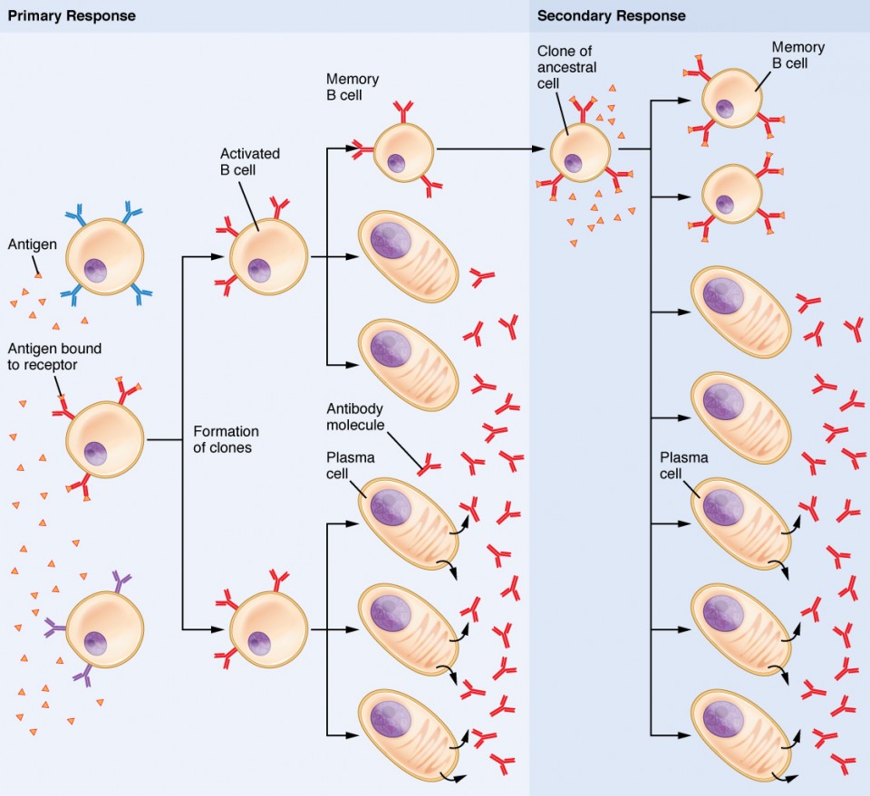 The Adaptive Immune Response: B-lymphocytes And Antibodies | Anatomy ...