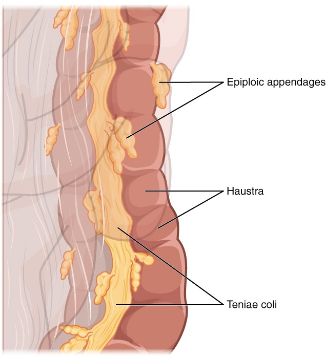 This image shows the Taenia Coli, haustra and epiploic appendages, which are parts of the large intestine.