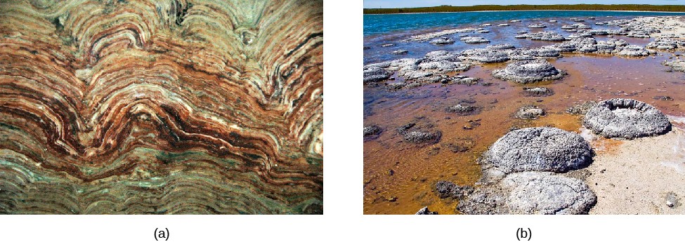 Stromatolites. At left: a cross section of a fossilized stromatolite, showing a multitude of sedimentary layers. At right, the grey domes of currently living stromatolite colonies.