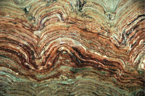 Image of Fossilized Stromatolites. In this photograph we see many dozens of irregularly shaped layers, one upon the other. These layers attest to the growth of the colony over time.