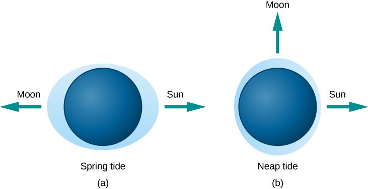 Tides Caused by Different Alignments of the Sun and Moon. In this illustration, the Earth is drawn as a dark blue disk within a light blue ellipse representing the oceans. In panel (a), at left and labeled 