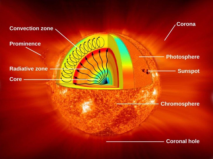 Interior Structure of the Sun. In this cutaway illustration of the Sun, a triangular wedge shaped portion has been removed from the upper half to expose the interior, with surface features shown in the lower half of the diagram. Interior features are labeled on the left hand side of the figure. In the interior, the core is labeled and drawn in blue. Next, the radiative zone is labeled and drawn as a gradient of color starting with yellow just outside the core, to orange and finally red marking the upper boundary. Several wavy arrows are drawn from the center of the core out to the red boundary of the radiative zone, representing the energy leaving the core and moving through the radiative zone. The convection zone is drawn as a thick yellow layer above the radiative zone. Oval arrows are drawn within the convection zone to indicate the vertical motion of the gas. Features are labeled on the left and right hand side of the figure: convection zone, prominence, radiative zone, core, corona, photosphere, sunspot, chromosphere, and coronal hole.