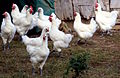 A group of chickens in a yard.