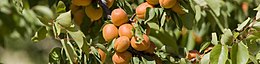 Drome apricots on a branch.