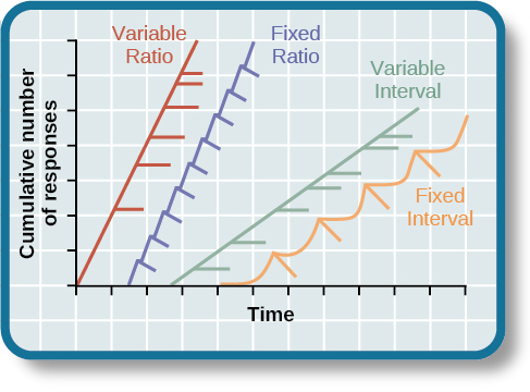 A graph has an x-axis labeled “Time” and a y-axis labeled “Cumulative number of responses.” Two lines labeled “Variable Ratio” and “Fixed Ratio” have similar, steep slopes. The variable ratio line remains straight and is marked in random points where reinforcement occurs. The fixed ratio line has consistently spaced marks indicating where reinforcement has occurred, but after each reinforcement, there is a small drop in the line before it resumes its overall slope. Two lines labeled “Variable Interval” and “Fixed Interval” have similar slopes at roughly a 45-degree angle. The variable interval line remains straight and is marked in random points where reinforcement occurs. The fixed interval line has consistently spaced marks indicating where reinforcement has occurred, but after each reinforcement, there is a drop in the line.