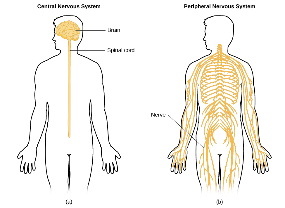 Parts Of The Nervous System Introduction To Psychology Course Hero