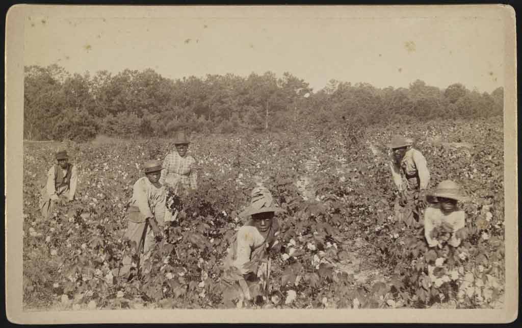 A man, woman, and four young boys pick cotton on a sunny day. Each is wearing long sleeves and a brimmed hat and is carrying a sack over their shoulder.