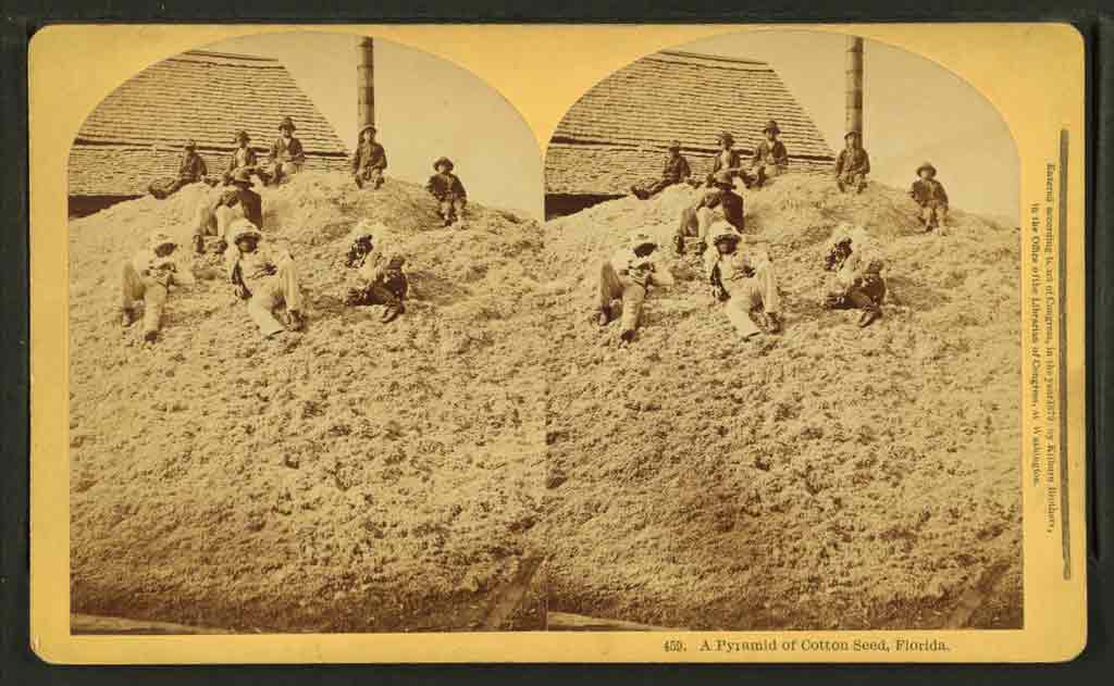 Stereographic image showing nine young African American boys atop a pile of cotton seed. The pile reaches the edge of the roof on the building immediately behind it. 