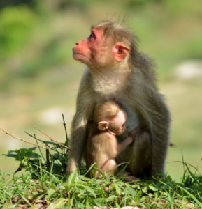 Baby rhesus monkeys, like humans, need to be raised with social contact for healthy development. 