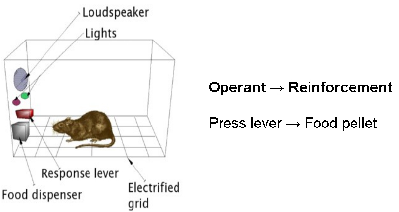 A rat in a cage. The cage has a loudspeaker, lights, a response lever, a food dispenser. The floor is also an electrified grid. The Operant is pressing the lever, which leads to the reinforcement a food pellet.
