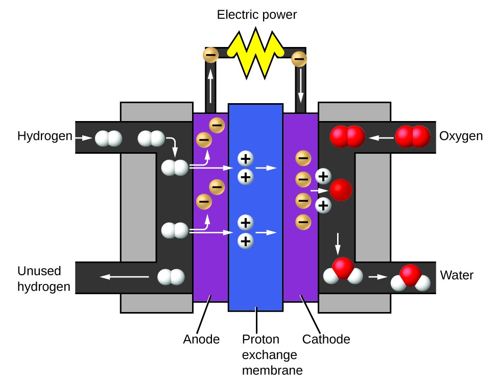 The fuel cell consists of a proton exchange membrane sandwiched between an anode and a cathode. Hydrogen gas enters the battery near the anode. Oxygen gas enters the battery near the cathode. The entering hydrogen gas is broken up into single white spheres that each have a positive charge. These are protons. The protons repel negatively-charged electrons within the anode. These electrons travel through a circuit, providing electricity to anything attached to the battery. The protons continue through the proton exchange membrane and through the cathode to reach the oxygen gas molecules at the opposite end of the battery. There, the oxygen atoms split up into single red spheres. Each oxygen atom takes on two of the incoming protons to form a water molecule.