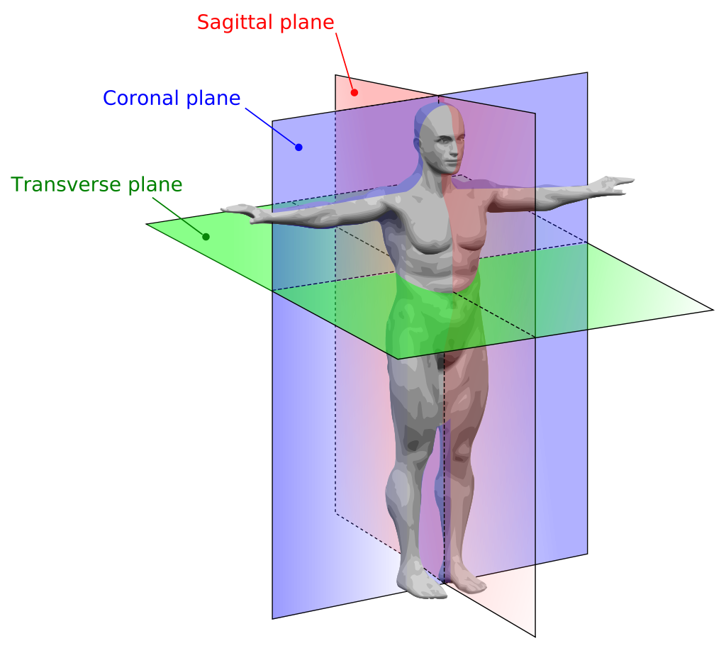 Graphic identifying each plane - Sagittal, Coronal, and Transverse - and their intersections.