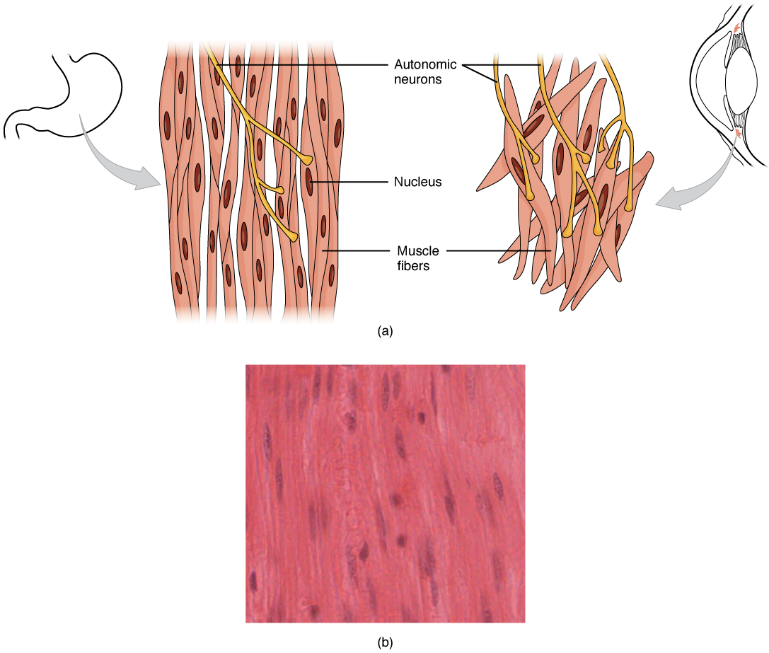 Smooth Muscle Anatomy and Physiology I Course Hero