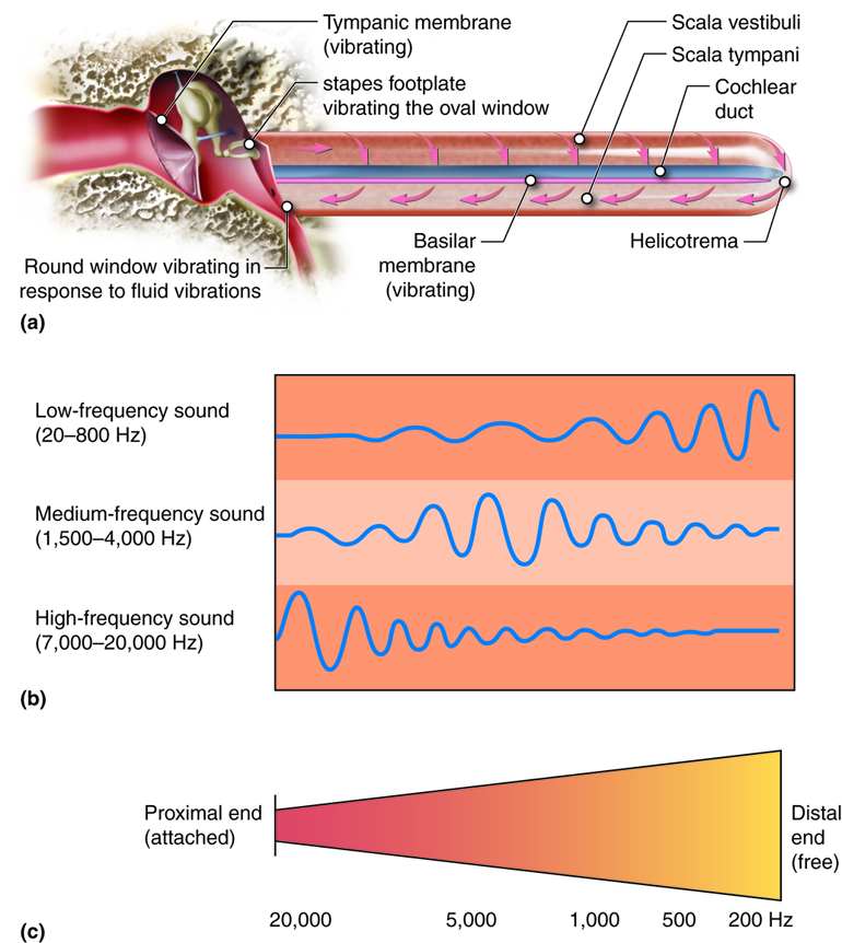 Special Senses Hearing (Audition) and Balance Anatomy and Physiology