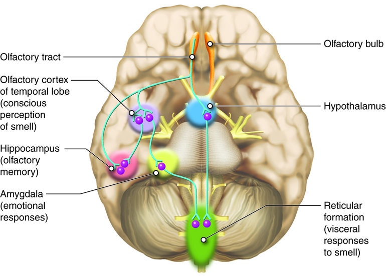 Central Nervous System Regions that Receive Information from the Olfactory Bulb.