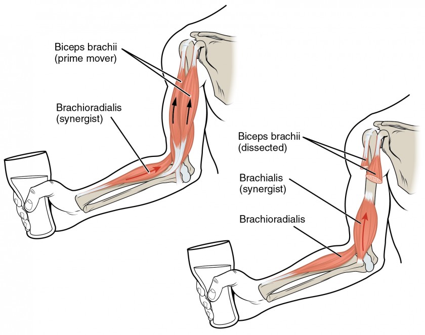 interactions-of-skeletal-muscles-anatomy-and-physiology-i-course-hero