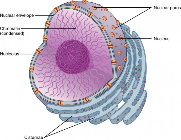 The Nucleus and DNA Replication | Anatomy and Physiology I | | Course Hero
