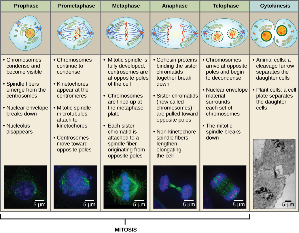 Chapter 12. The Cell Cycle and Mitosis | Biology for Majors 