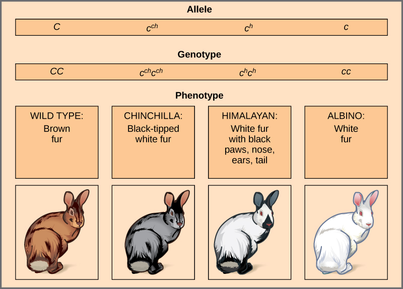 Multiple Alleles Rabbit Worksheet