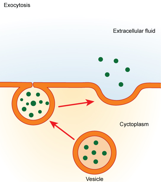 A vesicle containing waste products is shown in the cytoplasm. The vesicle migrates to the cell membrane. The membrane of the vesicle fuses with the cell membrane, and the contents of the vesicle are released to the extracellular fluid.