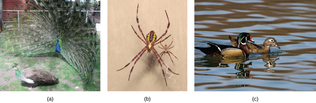 The photo on the left shows a peacock with a bright blue body and flared tail feathers standing next to a brown, drab peahen. The middle photo shows a large female spider sitting on a web next to its male counterpart. The photo on the right shows a brightly colored male wood duck swimming next to a drab brown female.