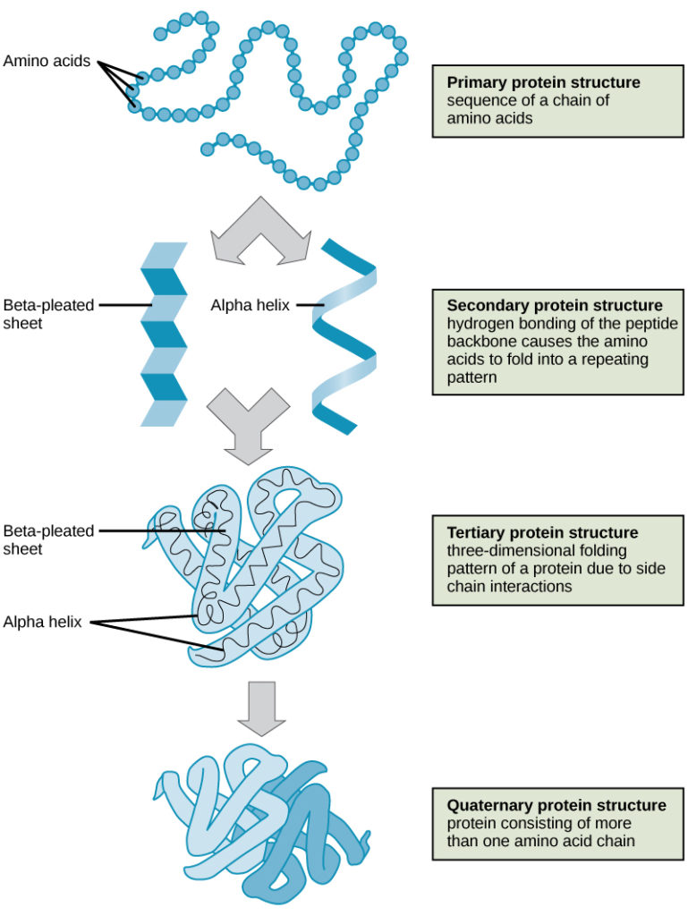 Four types of protein structure