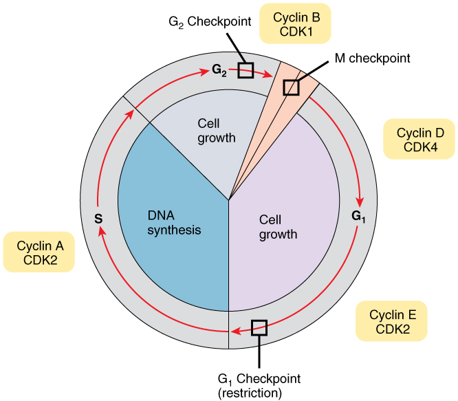 0332_Cell_Cycle_With_Cyclins_and_Checkpoints