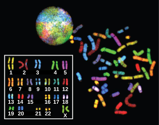 The 23 chromosomes from a human female are each dyed a different color so they can be distinguished. During most of the cell cycle, each chromosome is elongated into a thin strand that folds over on itself, like a piece of spaghetti. The chromosomes fill the entire spherical nucleus, but each one is contained in a different part, resulting in a multi-colored sphere. During mitosis, the chromosomes condense into thick, compact bars, each a different color. These bars can be arranged in numerical order to form a karyotype. There are two copies of each chromosome in the karyotype..