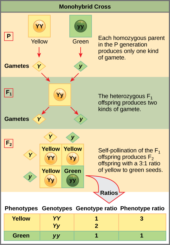 This illustration shows a monohybrid cross. In the P generation, one parent has a dominant yellow phenotype and the genotype YY, and the other parent has the recessive green phenotype and the genotype yy. Each parent produces one kind of gamete, resulting in an F_{1} generation with a dominant yellow phenotype and the genotype Yy. Self-pollination of the F_{1} generation results in an F_{2} generation with a 3 to 1 ratio of yellow to green peas. One out of three of the yellow pea plants has a dominant genotype of YY, and 2 out of 3 have the heterozygous phenotype Yy. The homozygous recessive plant has the green phenotype and the genotype yy.