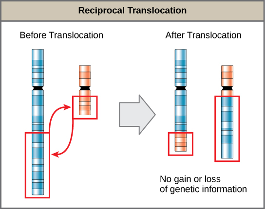  Illustration shows a reciprocal translocation in which DNA is transferred from one chromosome to another. No genetic information is gained or lost in the process.