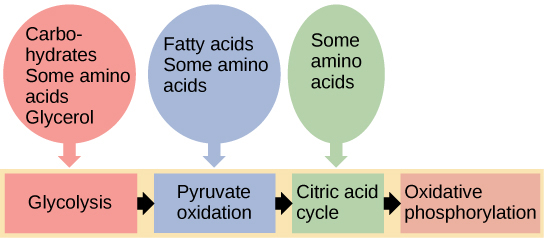 This illustration shows that glycogen, fats, and proteins can be catabolized via aerobic respiration. Glycogen is broken down into glucose, which feeds into glycolysis. Fats are broken down into glycerol, which is processed by glycolysis, and fatty acids, which are converted into acetyl CoA. Proteins are broken down into amino acids, which are processed at various stages of aerobic respiration, including glycolysis, acetyl CoA formation, and the citric acid cycle.