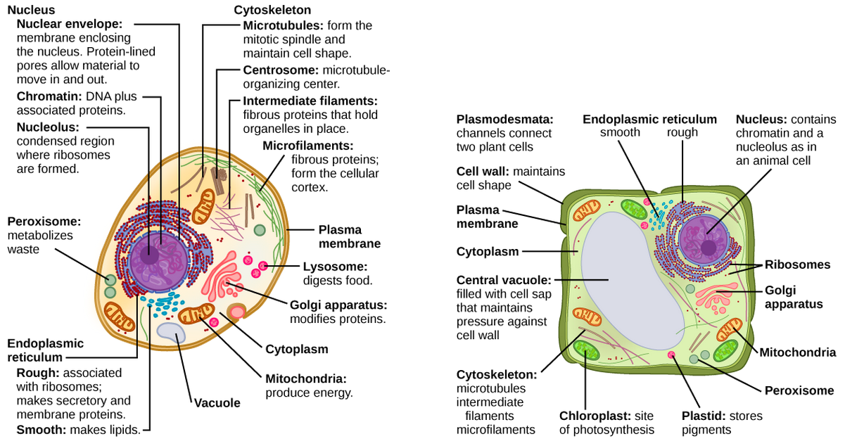 Part a: This illustration shows a typical eukaryotic cell, which is egg shaped. The fluid inside the cell is called the cytoplasm, and the cell is surrounded by a cell membrane. The nucleus takes up about one-half of the width of the cell. Inside the nucleus is the chromatin, which is comprised of DNA and associated proteins. A region of the chromatin is condensed into the nucleolus, a structure in which ribosomes are synthesized. The nucleus is encased in a nuclear envelope, which is perforated by protein-lined pores that allow entry of material into the nucleus. The nucleus is surrounded by the rough and smooth endoplasmic reticulum, or ER. The smooth ER is the site of lipid synthesis. The rough ER has embedded ribosomes that give it a bumpy appearance. It synthesizes membrane and secretory proteins. Besides the ER, many other organelles float inside the cytoplasm. These include the Golgi apparatus, which modifies proteins and lipids synthesized in the ER. The Golgi apparatus is made of layers of flat membranes. Mitochondria, which produce energy for the cell, have an outer membrane and a highly folded inner membrane. Other, smaller organelles include peroxisomes that metabolize waste, lysosomes that digest food, and vacuoles. Ribosomes, responsible for protein synthesis, also float freely in the cytoplasm and are depicted as small dots. The last cellular component shown is the cytoskeleton, which has four different types of components: microfilaments, intermediate filaments, microtubules, and centrosomes. Microfilaments are fibrous proteins that line the cell membrane and make up the cellular cortex. Intermediate filaments are fibrous proteins that hold organelles in place. Microtubules form the mitotic spindle and maintain cell shape. Centrosomes are made of two tubular structures at right angles to one another. They form the microtubule-organizing center. Part b: This illustration depicts a typical eukaryotic plant cell. The nucleus of a plant cell contains chromatin and a nucleolus, the same as in an animal cell. Other structures that a plant cell has in common with an animal cell include rough and smooth ER, the Golgi apparatus, mitochondria, peroxisomes, and ribosomes. The fluid inside the plant cell is called the cytoplasm, just as in an animal cell. The plant cell has three of the four cytoskeletal components found in animal cells: microtubules, intermediate filaments, and microfilaments. Plant cells do not have centrosomes. Plants have five structures not found in animals cells: plasmodesmata, chloroplasts, plastids, a central vacuole, and a cell wall. Plasmodesmata form channels between adjacent plant cells. Chloroplasts are responsible for photosynthesis; they have an outer membrane, an inner membrane, and stack of membranes inside the inner membrane. The central vacuole is a very large, fluid-filled structure that maintains pressure against the cell wall. Plastids store pigments. The cell wall is localized outside the cell membrane.